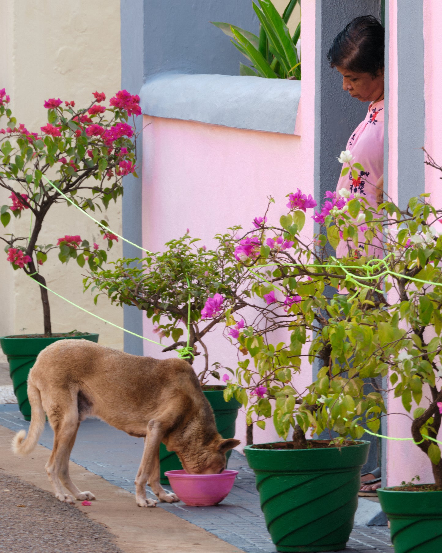 Image of Fontainhas Latin Quarters. An old lady serves water to the dog outside her years old house. the magic of colors comes out to be god's plan. the image now travels with the piece fontainhas as hand embroidered textile work.